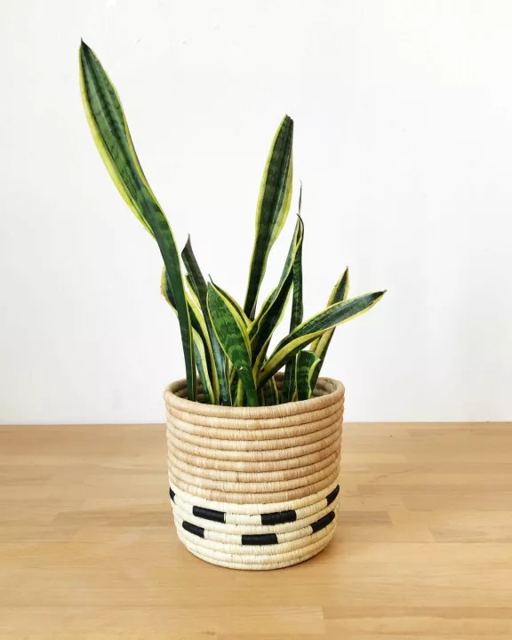 Storage Plant Basket: Mazuru