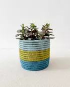 Storage Plant Basket: Kakobe