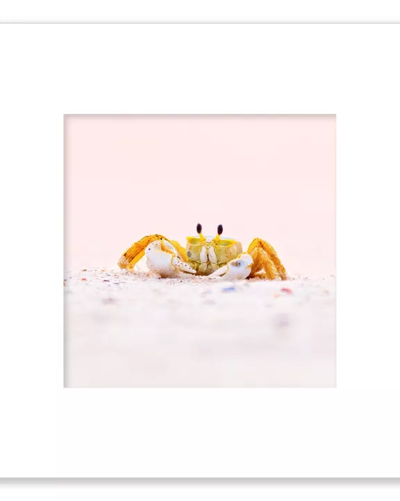 Ghost Crab