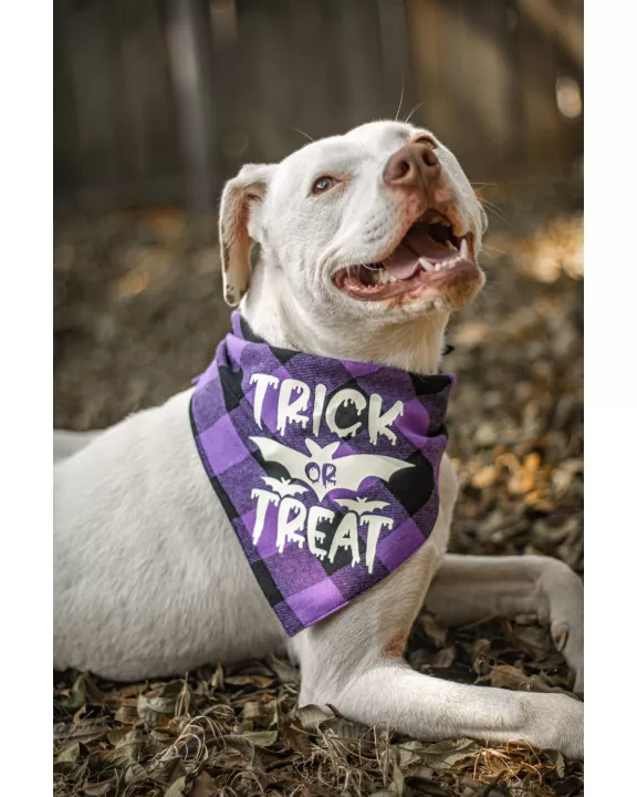 Ready to Ship | Halloween Dog Triangle Collar/Scarf*