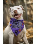 Ready to Ship | Halloween Dog Triangle Collar/Scarf*