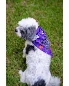 Ready to Ship | Halloween Dog Triangle Collar/Scarf*
