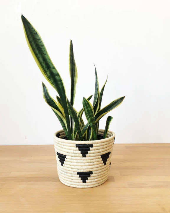 Mirango Basket Planter